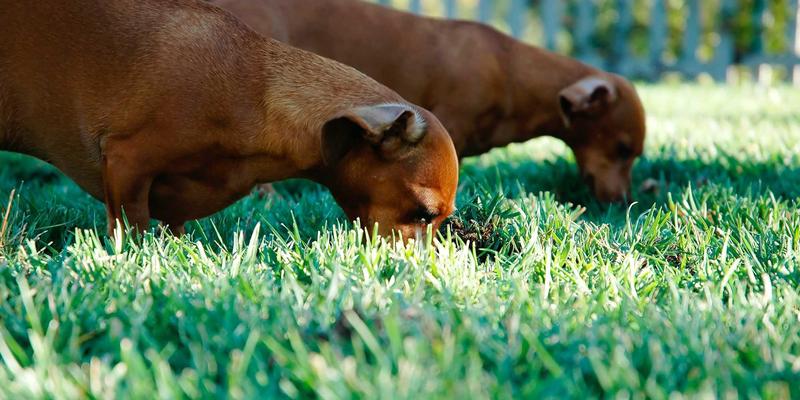 网络遥测技术（INT/gNMI）深度实践：构建实时感知与智能预测的下一代网络运维体系